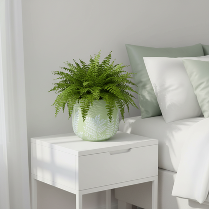 Bunge Fern Fibrelgass Pot White on Sage