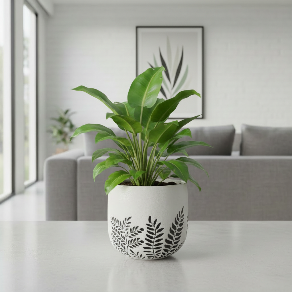 Bunge Fern Fibrelgass Pot Dark Grey on White