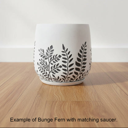 Bunge Fern Fibrelgass Pot Dark Grey on White
